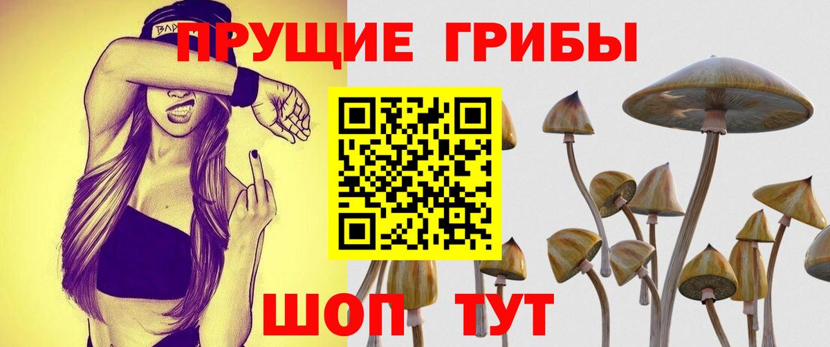 Урус-Мартан  Псилоцибиновые грибы Cubensis  Вход с VPN  Галлюциногенные грибы прущие грибы 