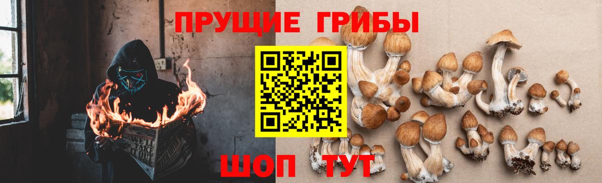 Псилоцибиновые грибы Psilocybe Урус-Мартан